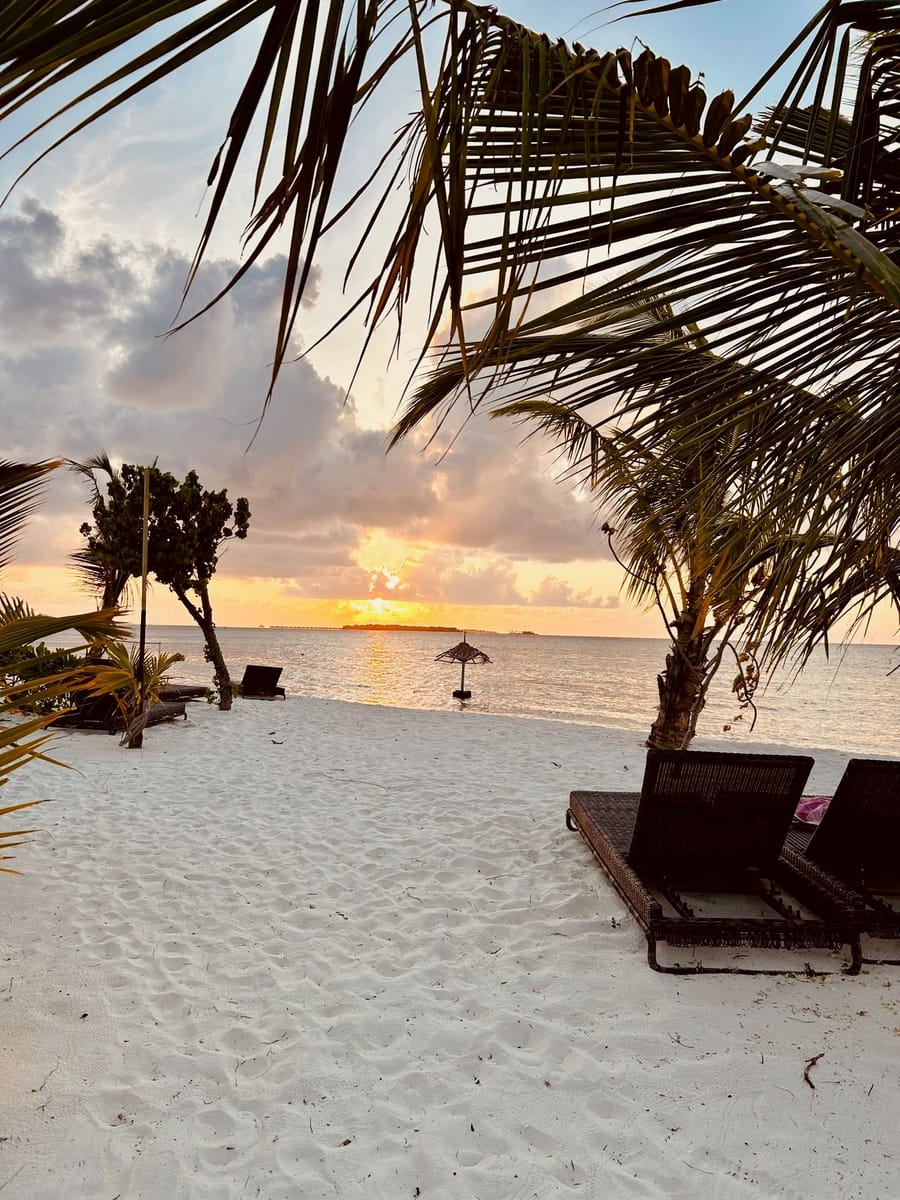 Two loungers under palms at sunset
