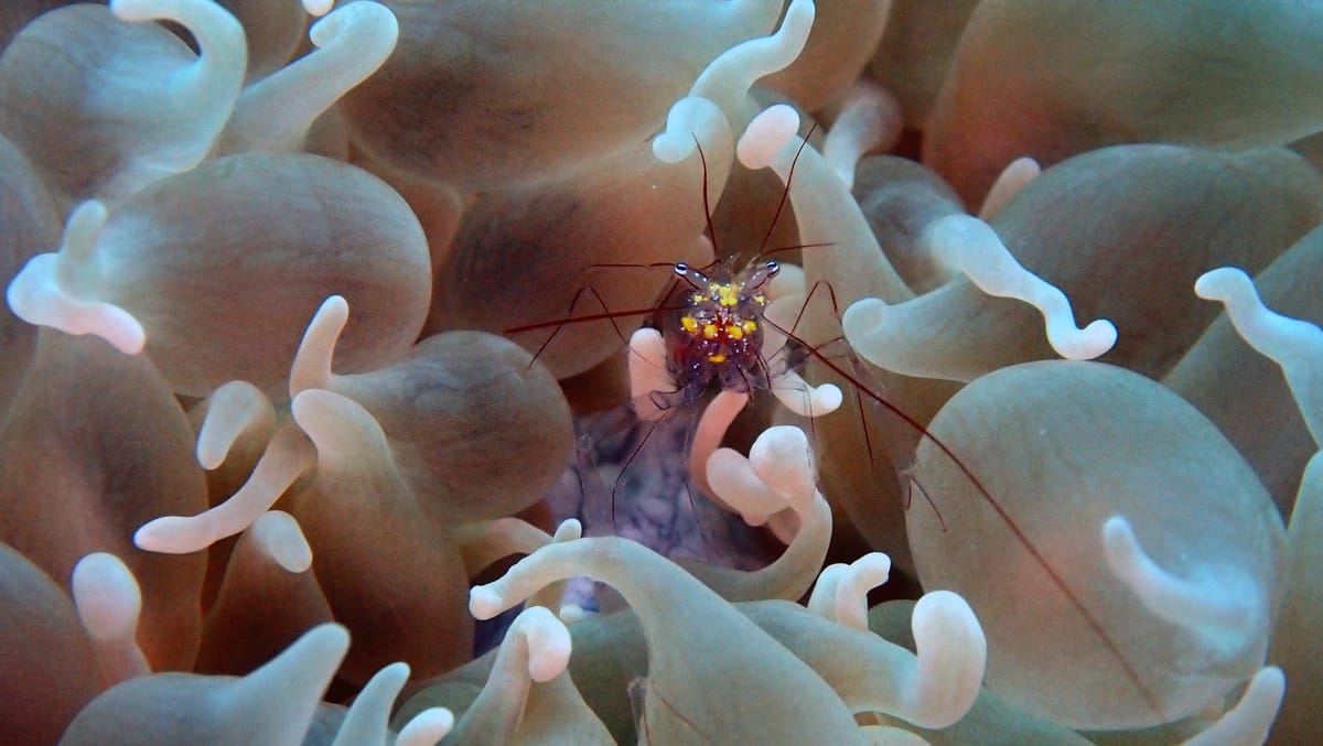 Anemone and its shrimp, the shrimp: 2 cm