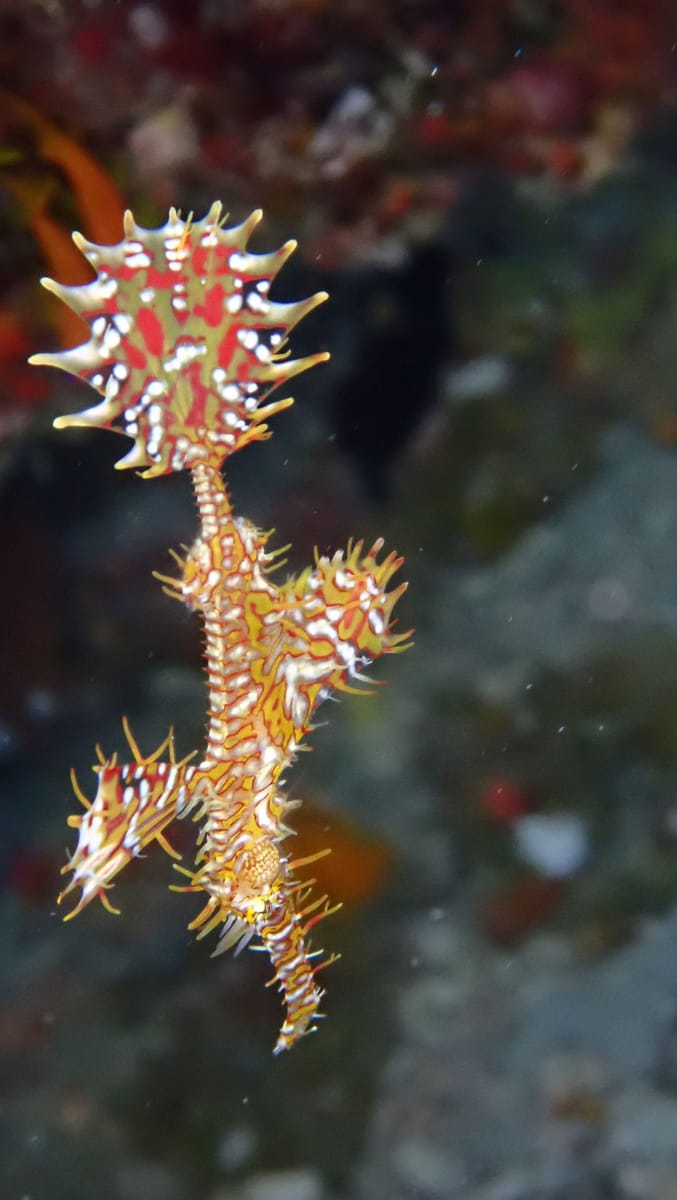 Ornate ghost pipefish, about 13 cm
