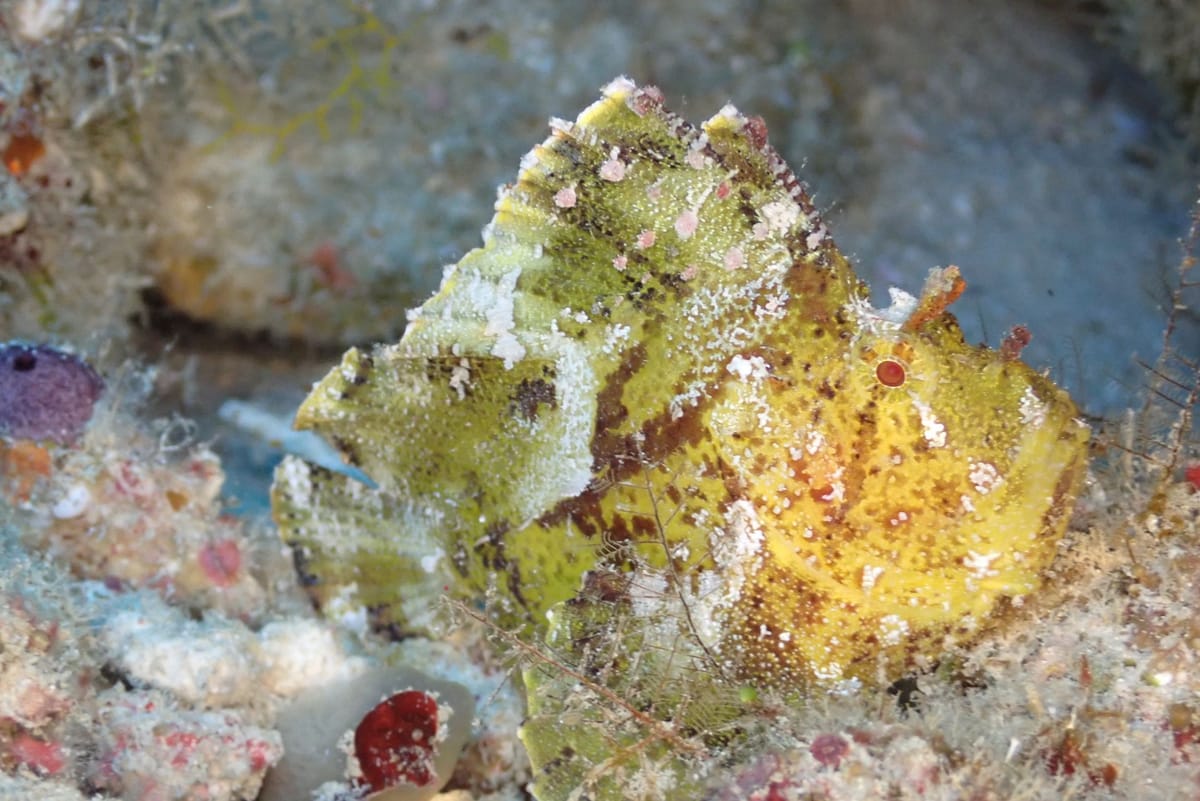 Leaf scorpionfish, about 10 cm
