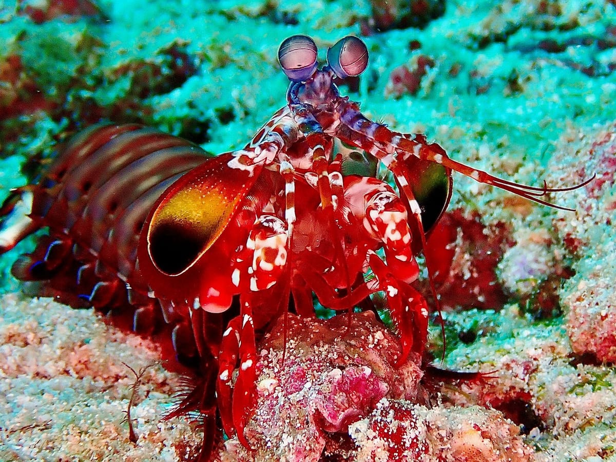 Mantis shrimp, up to 18 cm