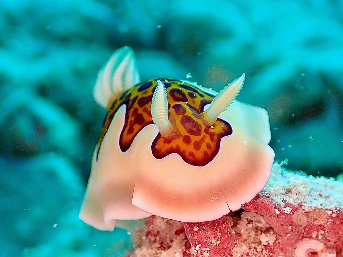Nudibranch, about 3 cm