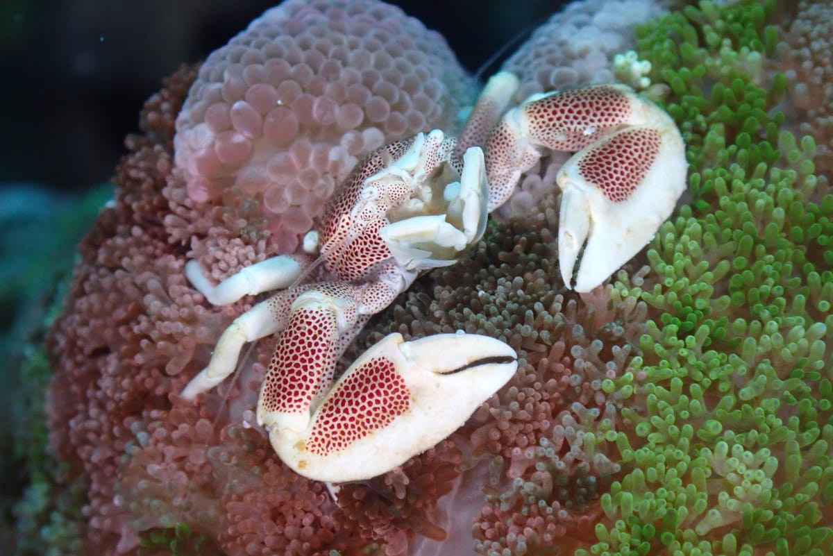 Porcelain crab in its anemone, about 1.5 cm