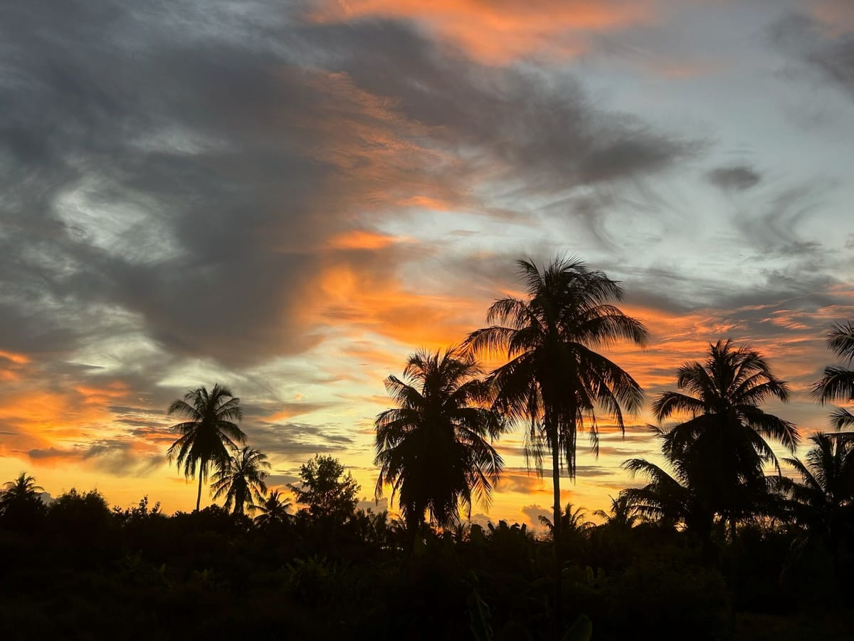 Palms against a sky of orange-lit clouds