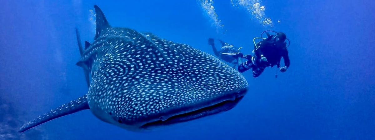 Whale shark with diver, for scale