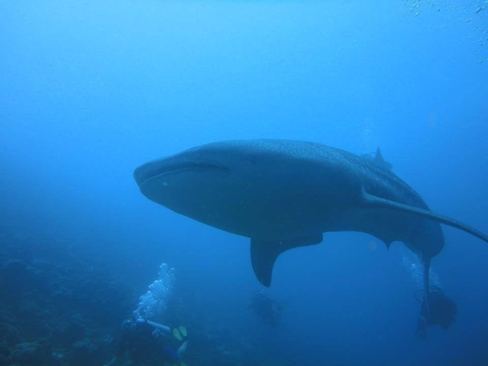 A whale shark gliding above divers