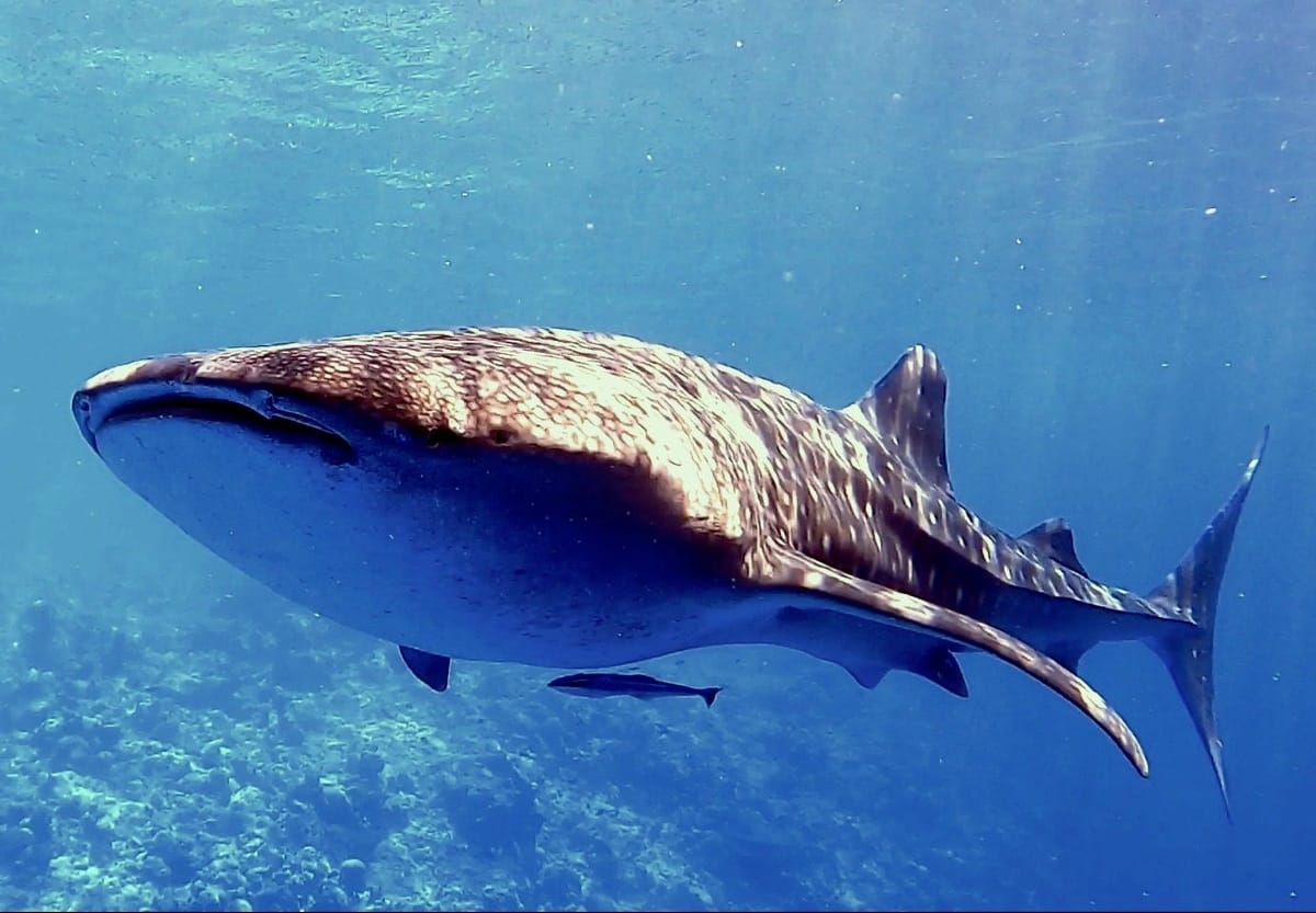 Whale shark, up to 12 m